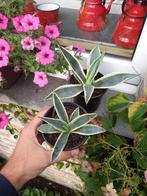 agave planten, 3 euro stuk, 2 voor 5 euro, Tuin en Terras, Vaste plant, Overige soorten, Ophalen, Bloeit niet