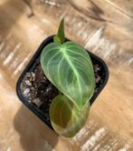 Philodendron Melanochrysum, Enlèvement ou Envoi