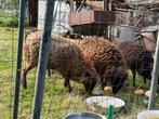 Ouessant 1jarige ooien, Dieren en Toebehoren, Schapen, Geiten en Varkens, Vrouwelijk, Schaap, 0 tot 2 jaar
