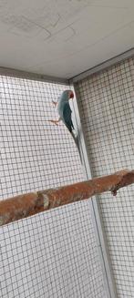 Halsbandparkiet WKW. pop 2024, Dieren en Toebehoren, Vogels | Parkieten en Papegaaien