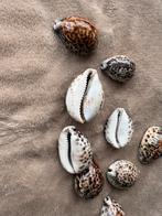 Mooie decoratieve schelpen, Enlèvement ou Envoi, Coquillage(s)