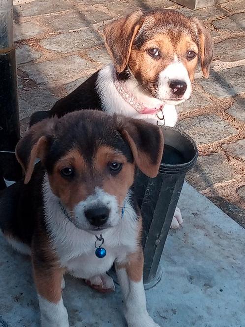 Boerenfox pups, Dieren en Toebehoren, Honden | Niet-rashonden, Klein, Meerdere dieren, Fokker | Hobbymatig, Meerdere, België, 8 tot 15 weken