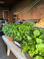 Planten, Ophalen