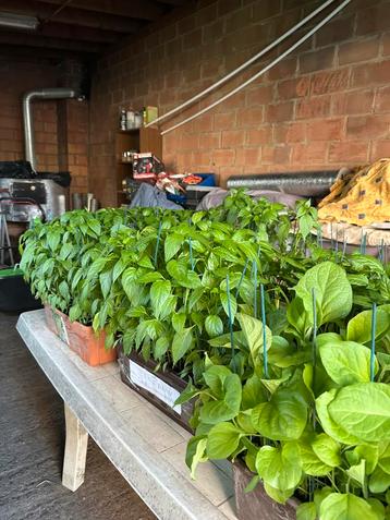 Planten, Tuin en Terras, Ophalen
