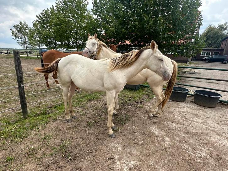 Amber Champagne quarter horse hengstje en merrie, Dieren en Toebehoren, Paarden, Hengst, Gechipt