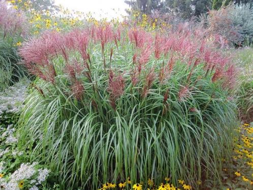 Miscanthus sinensis 'Red chief', Tuin en Terras, Planten | Tuinplanten, Vaste plant, Siergrassen, Ophalen