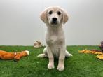 Golden Retriever pups, Dieren en Toebehoren, Golden retriever, België, 8 tot 15 weken, Parvo