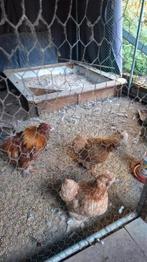 Kippen gratis op te halen GERESERVEERD, Dieren en Toebehoren, Pluimvee, Kip