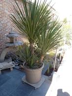 yucca hybride, Tuin en Terras, Ophalen