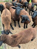 Ramlammeren, Dieren en Toebehoren, Schapen, Geiten en Varkens