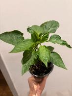 Plante mini poivrons maison, Enlèvement ou Envoi