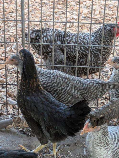Zwarte legkip, Dieren en Toebehoren, Pluimvee