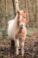 Verzorgpony’s aangeboden, Dieren en Toebehoren