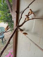 Zebravinken, Meerdere dieren, Tropenvogel