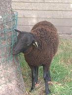 Ouissant schaap lam, Dieren en Toebehoren, Schapen, Geiten en Varkens, Vrouwelijk, Schaap, 0 tot 2 jaar