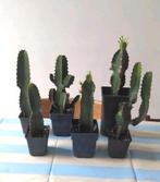6 vetplanten, Ophalen, Zo goed als nieuw