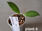 Hoya Rebecca  planten 3" 4" 5", Huis en Inrichting, Kamerplanten, Overige soorten, Minder dan 100 cm, Halfschaduw, In pot