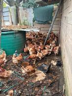 Rode leghennen beschikbaar, Dieren en Toebehoren, Pluimvee, Vrouwelijk, Kip