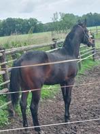 Springpaarden, Dieren en Toebehoren, Paarden