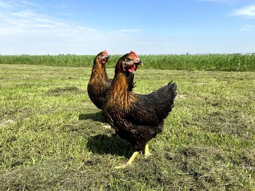 Mooie tamme harco kippen gesekst en ingeënt | goede leggers, Dieren en Toebehoren, Pluimvee, Kip, Vrouwelijk