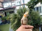 Handtamme parkiet, Dieren en Toebehoren, Vogels | Parkieten en Papegaaien