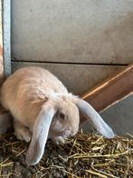 Franse hangoor, Dieren en Toebehoren