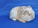 Lieve CH teddy cavia beertjes te koop, Dieren en Toebehoren, Mannelijk, Cavia, Tam