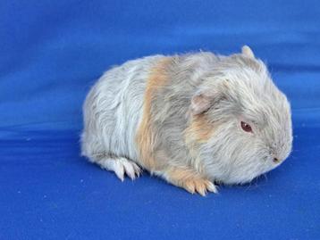 Lieve CH teddy cavia beertjes te koop beschikbaar voor biedingen