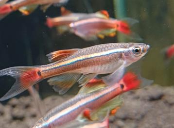 Hobbyaquarium  Chinese Danio Longfin AKTIE Zondag 1 Juni  beschikbaar voor biedingen