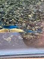 Blue dreams, Dieren en Toebehoren, Vissen | Aquaria en Toebehoren, Ophalen
