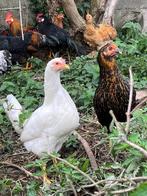 Jonge legkippen, Dieren en Toebehoren, Pluimvee, Vrouwelijk, Kip