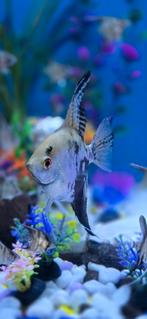 vrouwelijke engelvis, Dieren en Toebehoren, Vissen | Aquariumvissen