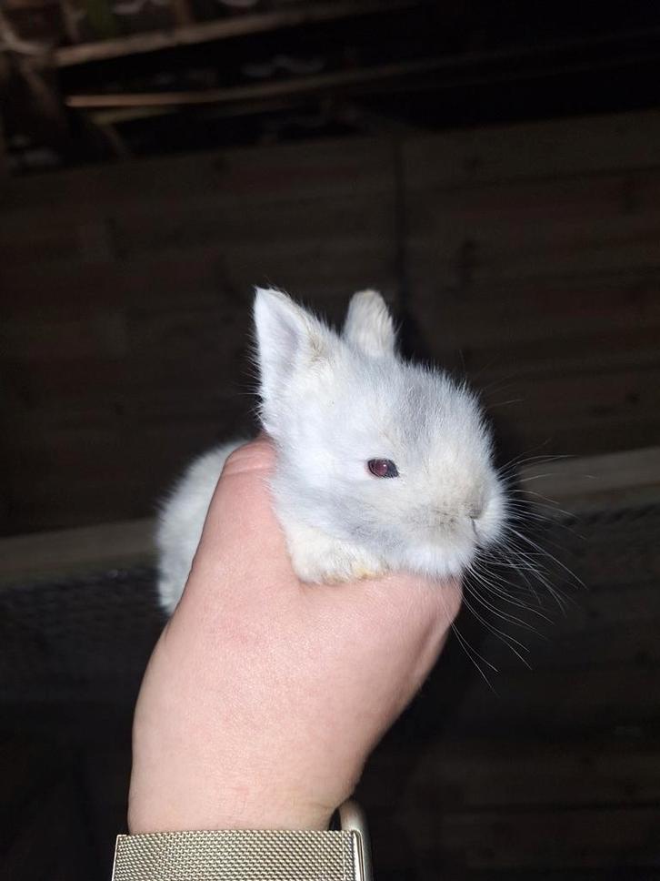Teddy dwerg konijnen - raszuiver, Dieren en Toebehoren, Konijnen, Klein