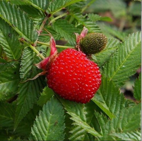 Aardbeiframboos/Rubus illecebrosus, Tuin en Terras, Planten | Tuinplanten, Ophalen of Verzenden