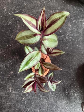 Stek Tradescantia Zebrina Vaderplant "Red in Elho" beschikbaar voor biedingen