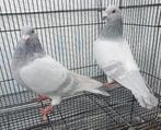 kleurpostduiven poederblauwe, Dieren en Toebehoren, Meerdere dieren, Postduif