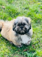 Belgische Lhasa-apso pups te koop, Dieren en Toebehoren, Honden | Chihuahua's en Gezelschapshonden, CDV (hondenziekte), Meerdere