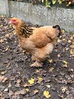 Brahma hen van 11/2023, Dieren en Toebehoren, Pluimvee