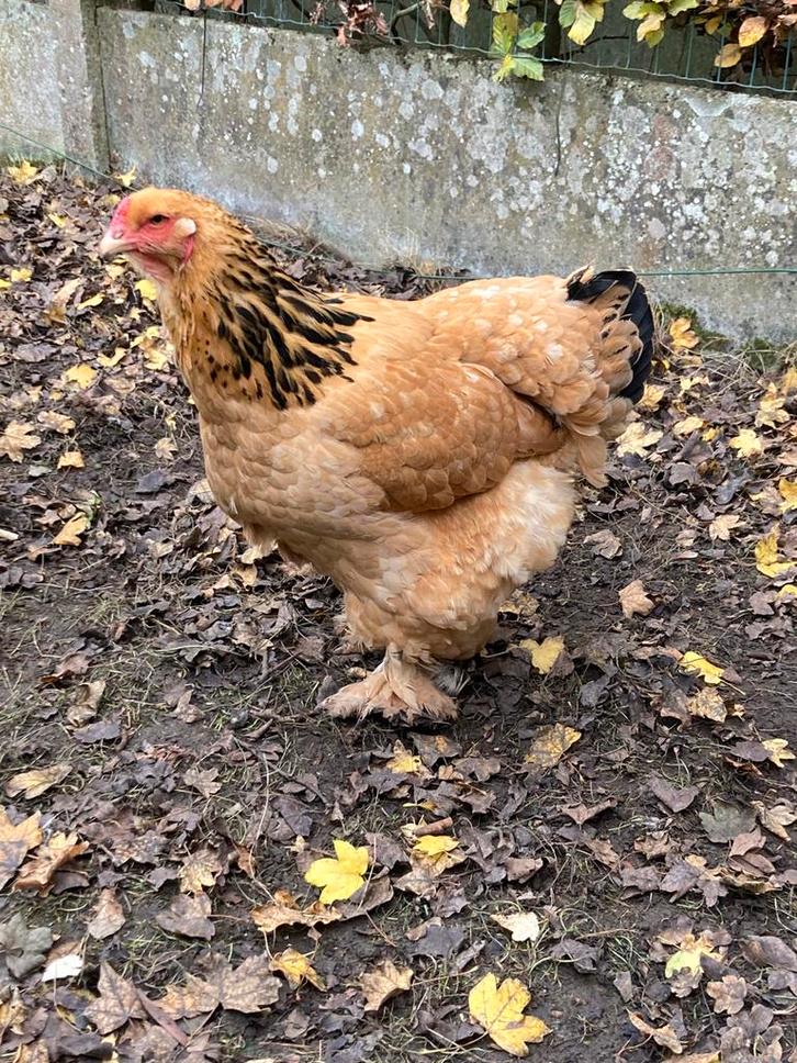Brahma hen van 11/2023, Dieren en Toebehoren, Pluimvee