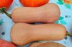Butternut pompoen, Ophalen