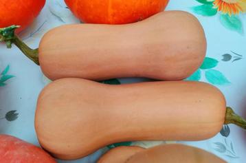Butternut pompoen beschikbaar voor biedingen