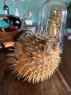 Taxidermie - poisson-globe - fugu (diamètre 13 cm), Antiquités & Art, Curiosités & Brocante, Enlèvement ou Envoi