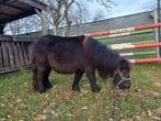 Lieve brave en rustige Shetlander ruin, weidemaatje 3 jaar, Dieren en Toebehoren, Paarden, Ruin, Met stamboom, 3 tot 6 jaar