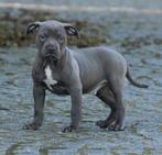 Chiots Stafford américains, American Staffordshire Terrier, Plusieurs, Parvovirose, Belgique