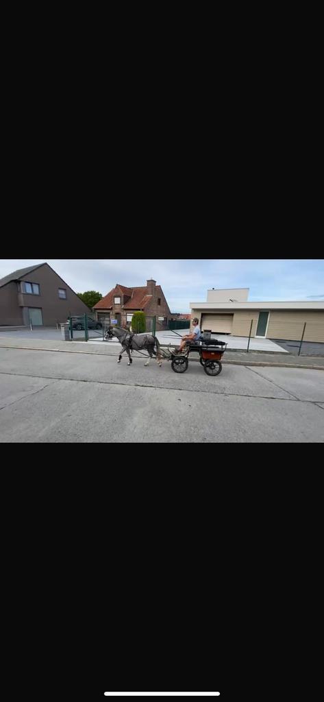 Welsh pony hengst, Dieren en Toebehoren, Pony's, Hengst, A pony (tot 1.17m), Tuigpony, Gechipt