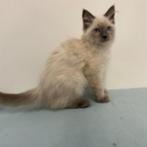 chatons Ragdoll à vendre, Plusieurs animaux, Vermifugé, 0 à 2 ans