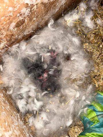 Vlaamse reuzen beschikbaar voor biedingen