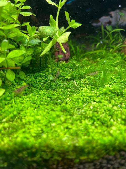 Neocardina wildkleur + planten, Dieren en Toebehoren, Vissen | Aquariumvissen