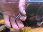 L236b Hypancistrus, Dieren en Toebehoren