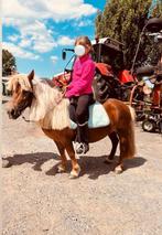 2 Shetlanders merries, Dieren en Toebehoren, Pony's